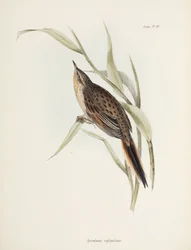 Colaespina, América del Sur, c. 1832-1836