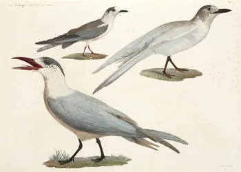 Charranes y gaviotas, Egipto