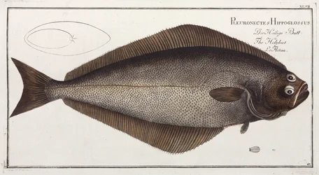 El Halibut