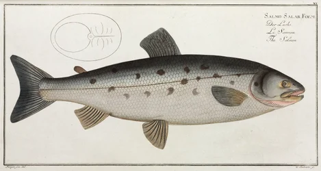El Salmón