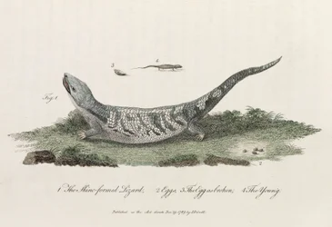 El lagarto de piel formada