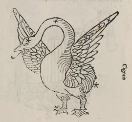 La constelación de Cisne