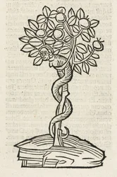 La serpiente en el árbol del conocimiento