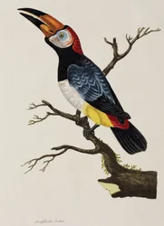 Tucán