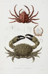 Dos cangrejos