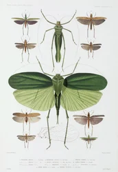 Tipos de insectos, Tenerife e Indonesia