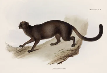 Gato comadreja o gato nutria, América del Sur, hacia 1832-1836