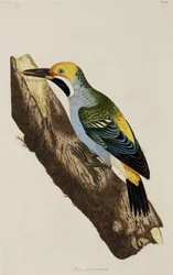 Pájaro carpintero