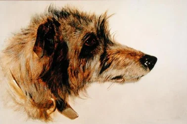 Cabeza de un Perro