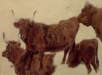 Estudios de Ganado de las Tierras Altas