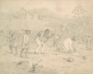 Plantación de la caña de azúcar (Trinidad)
