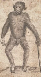 Monos (uno de tres en una montura)