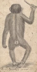 Monos (uno de tres en una montura)