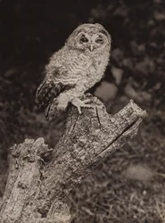 Joven lechuza parda (foto en blanco y negro)
