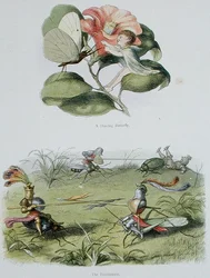 Una Mariposa Bailarina, y El Torneo, ilustraciones de 