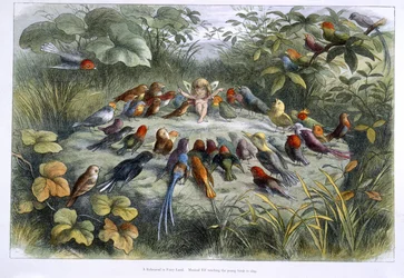 Un duende y pájaros