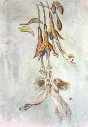 Banquete entre las fucsias