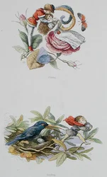 Coqueteando y Robando, ilustraciones de 