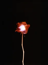 Sin título, 2007