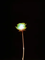 Sin título, 2007