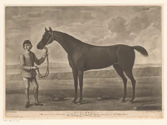 Caballo de carreras con jinete
Dutchess