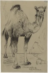 Dromedario, 1894