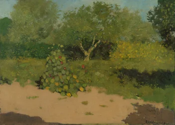 Rincón de un jardín con capuchinas