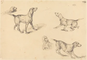 Cinco estudios de un pointer francés