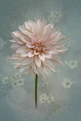 Dalia en flor color rosa