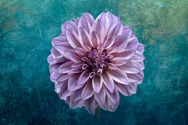 Dalia sobre verde azulado
