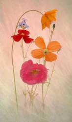 Amapolas en tonos pastel de ensueño