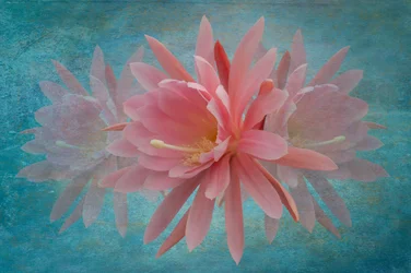 Flor rosa de ensueño