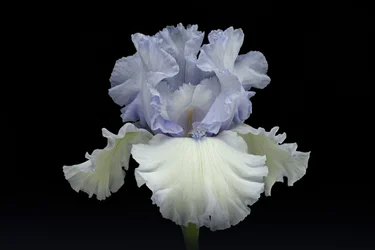 Elegante iris azul