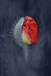 Amapola roja en flor