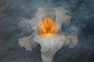 Iris blanco resplandeciente