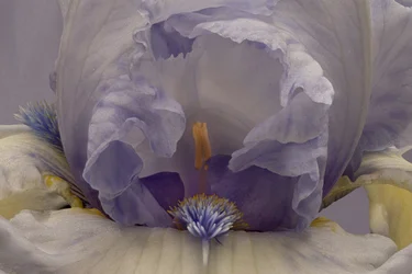 Iris lavanda suave