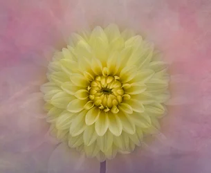 Flor de dalia de color amarillo suave