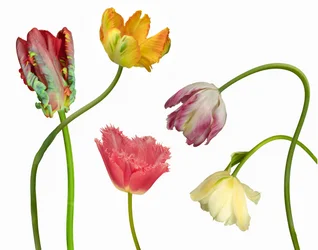 Tulipanes únicos y coloridos