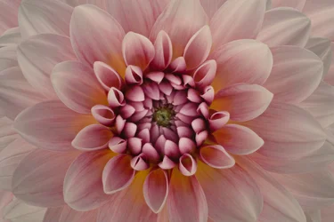 Dalia rosa intenso