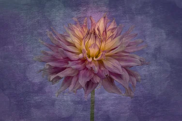 Dalia de color púrpura intenso