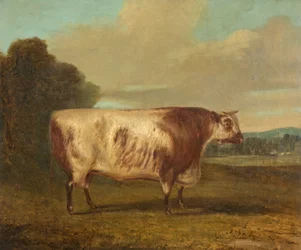 Un toro, 1862