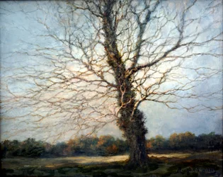 Árbol iluminado por el sol