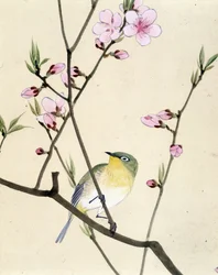 Pájaro - Dibujo japonés de Riou Chim, finales del siglo XIX
