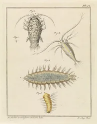 Cochinilla de ágata, copépodo y gusano de cerdas