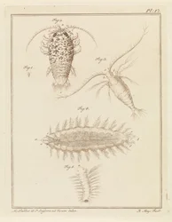 Cochinilla de ágata, copépodo y gusano de cerdas