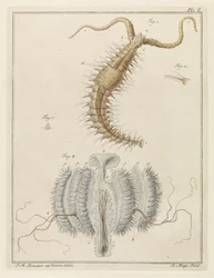 Gusano volante y medusa de costilla