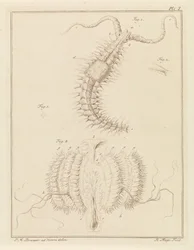 Gusano volante y medusa de costilla