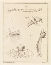 Larva de mosquito emplumada