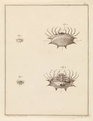 Schulpspin