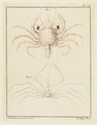 Cangrejo de playa y una especie de cangrejo flecha
